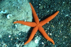 Etoile-de-mer